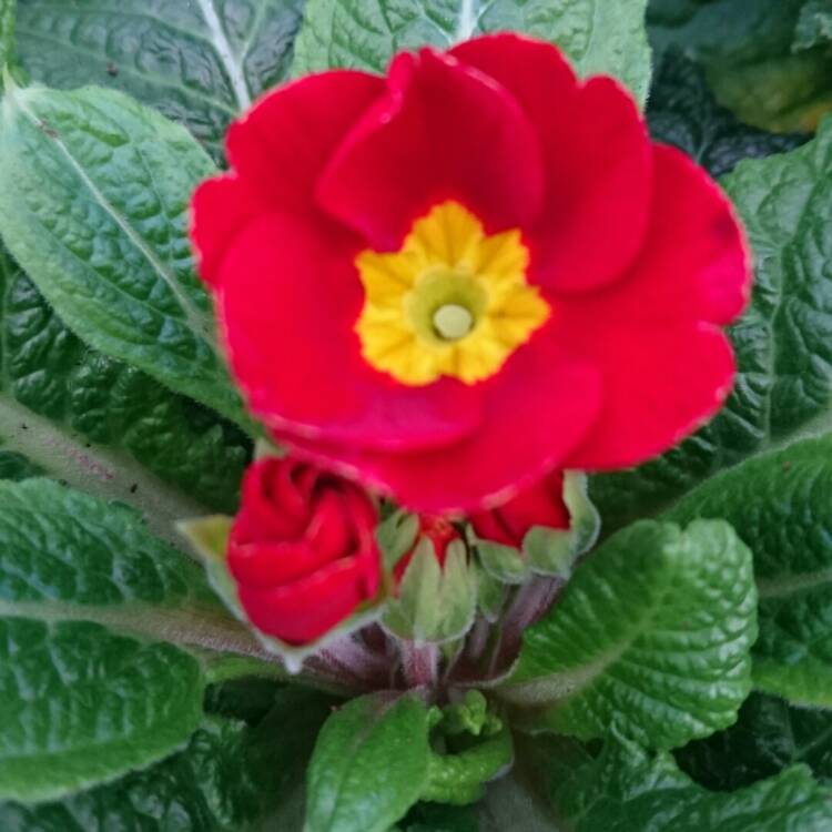 Plant image Primula 'Cottage Cream'