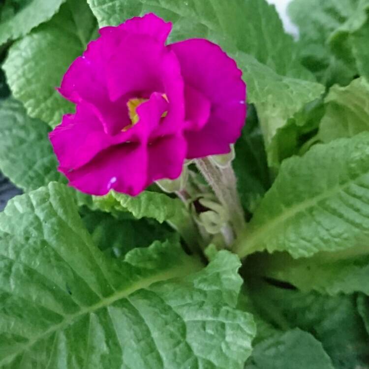 plant image 298666
