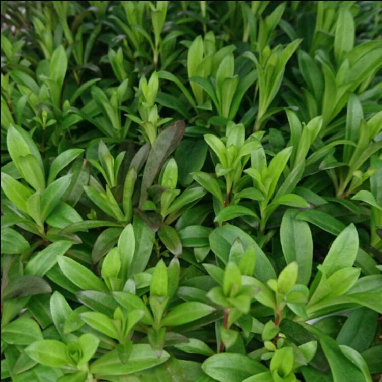 Plant image Dianthus barbatus