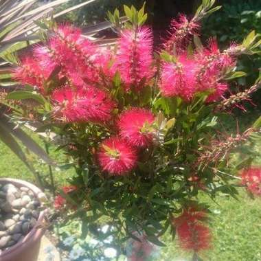 Callistemon