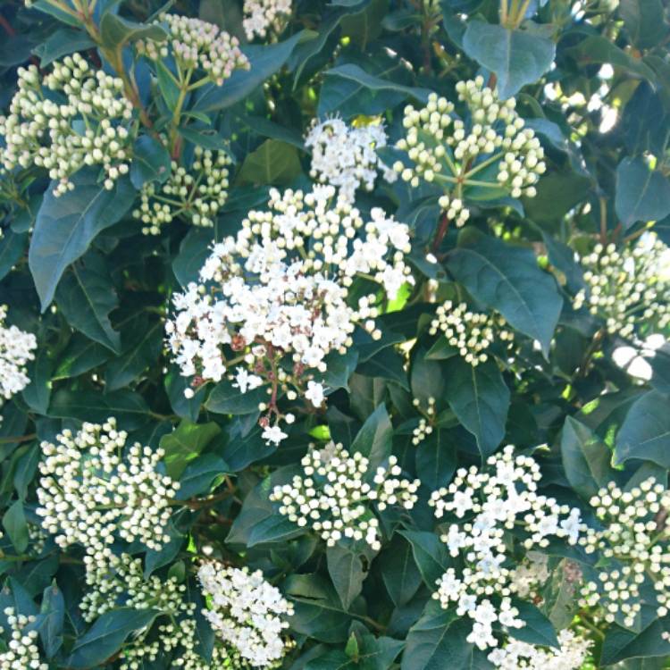Plant image Viburnum davidii