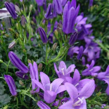 Campanula