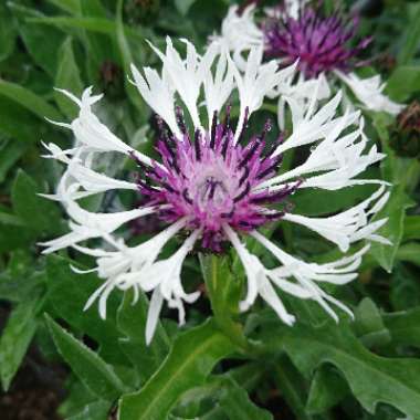 Centaurea montana 'Purple Heart'