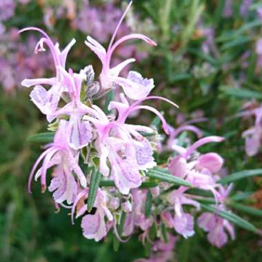 Salvia rosmarinus  syn. Rosmarinus officinalis