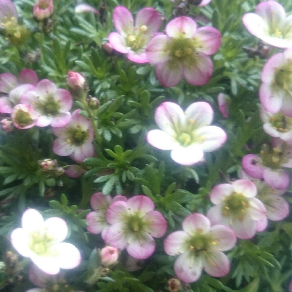 Plant image Saxifraga x arendsii 'Mossy White'