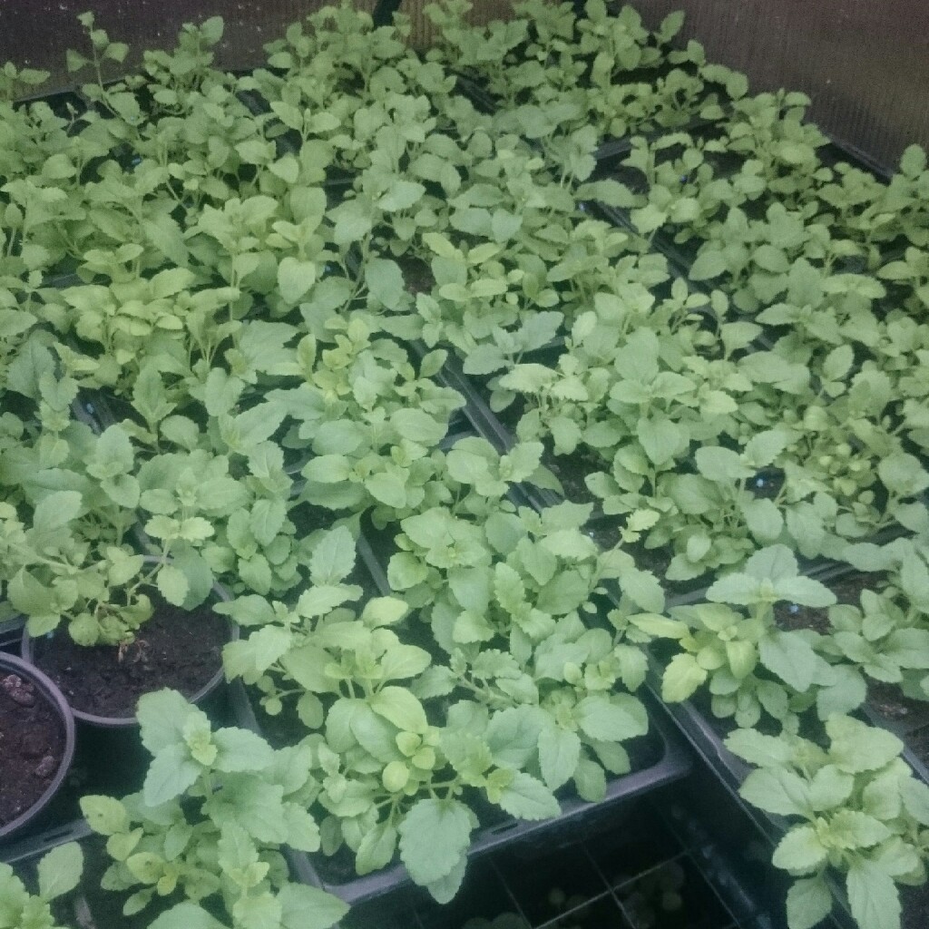 Plant image Bacopa Monnieri