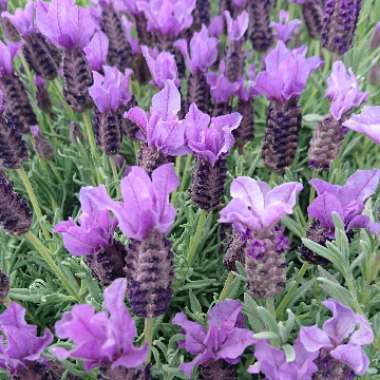 Lavandula 'Bouquet of Roses'