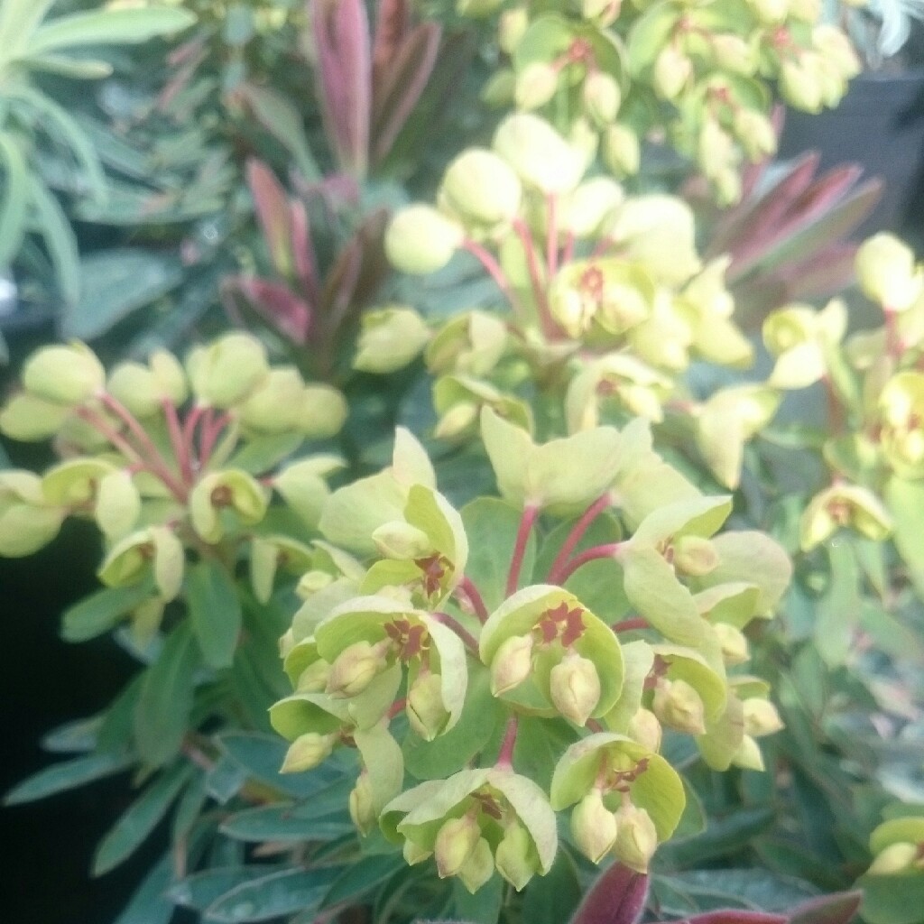 Plant image Euphorbia x martini 'Waleutiny' syn. Euphorbia x martini 'Tiny Tim'