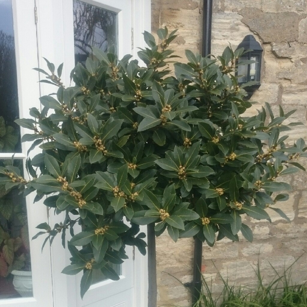 Laurus Nobilis