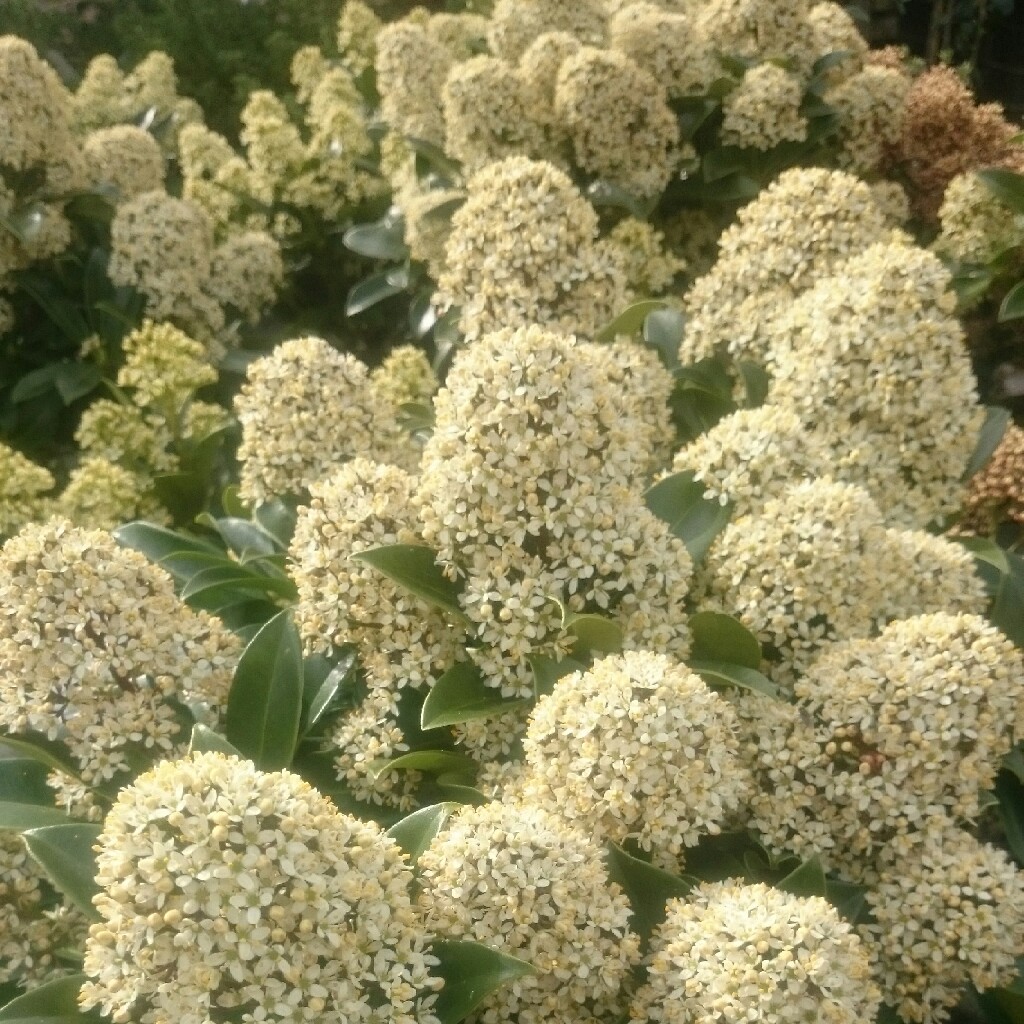 Plant image Skimmia japonica 'Attraction'