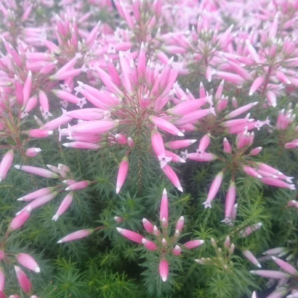 Plant image Erica carnea