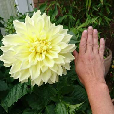 Dahlia (Bedding Varieties)