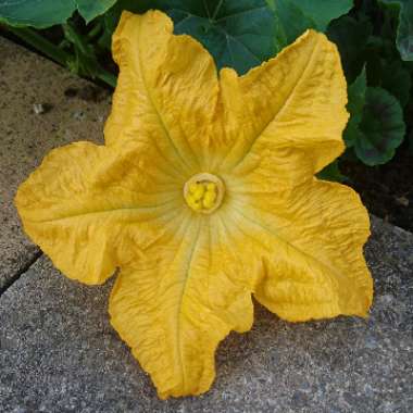 Cucurbita Maxima 'Jack O'Lantern'
