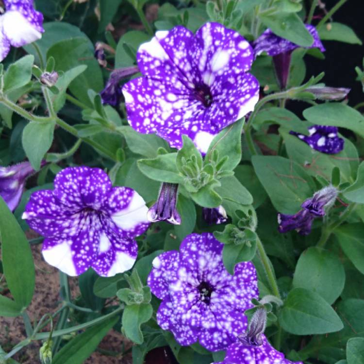 Plant image Petunia 'Kleph15313' syn. Petunia 'Night Sky', Petunia 'Headliner Night Sky'