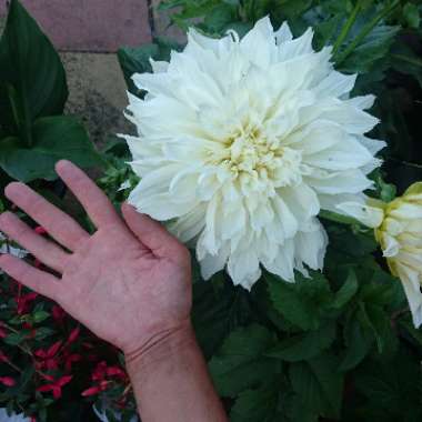 Dahlia (Bedding Varieties)