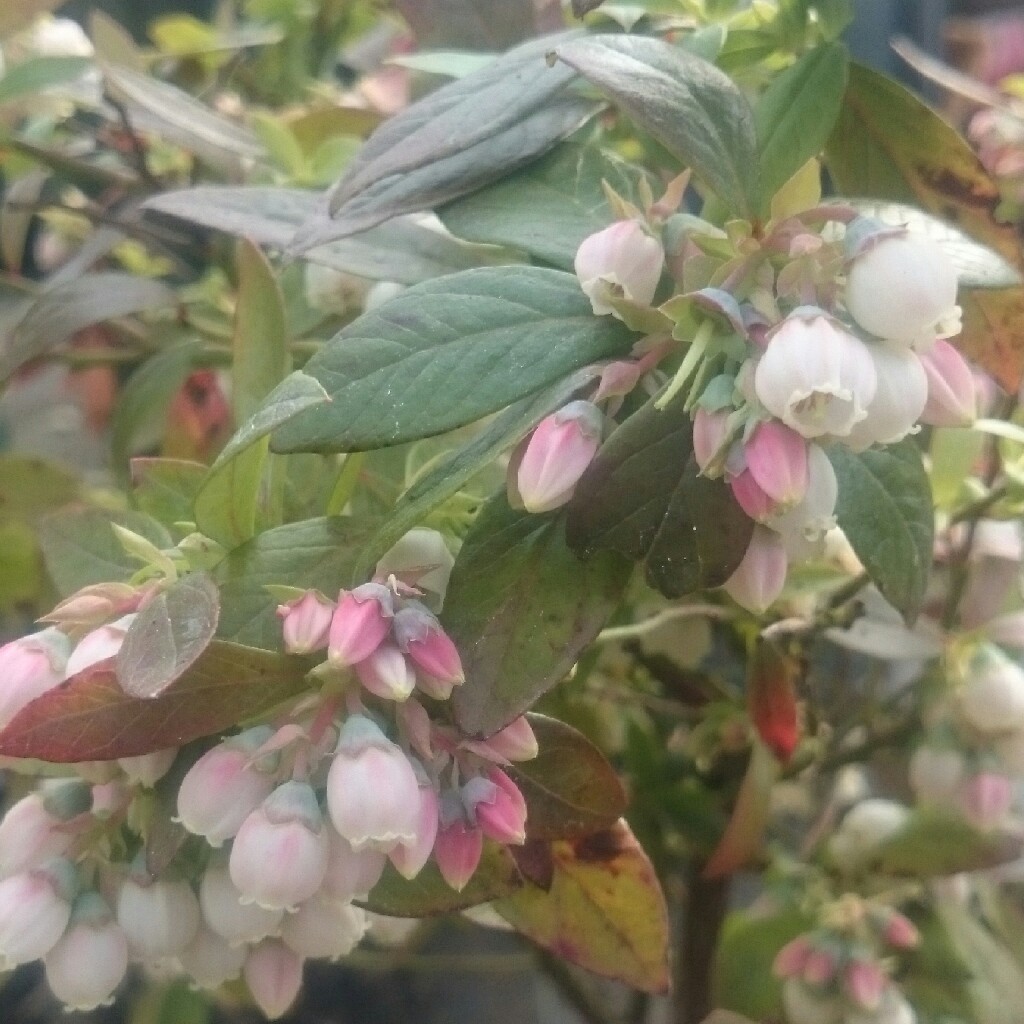 Vaccinium myrtillus