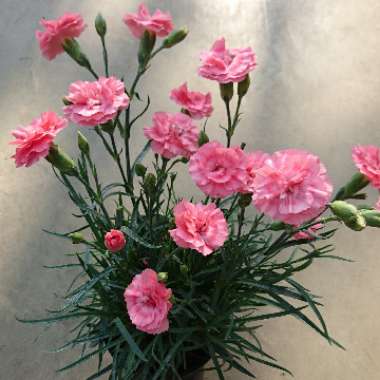 Dianthus plumarius