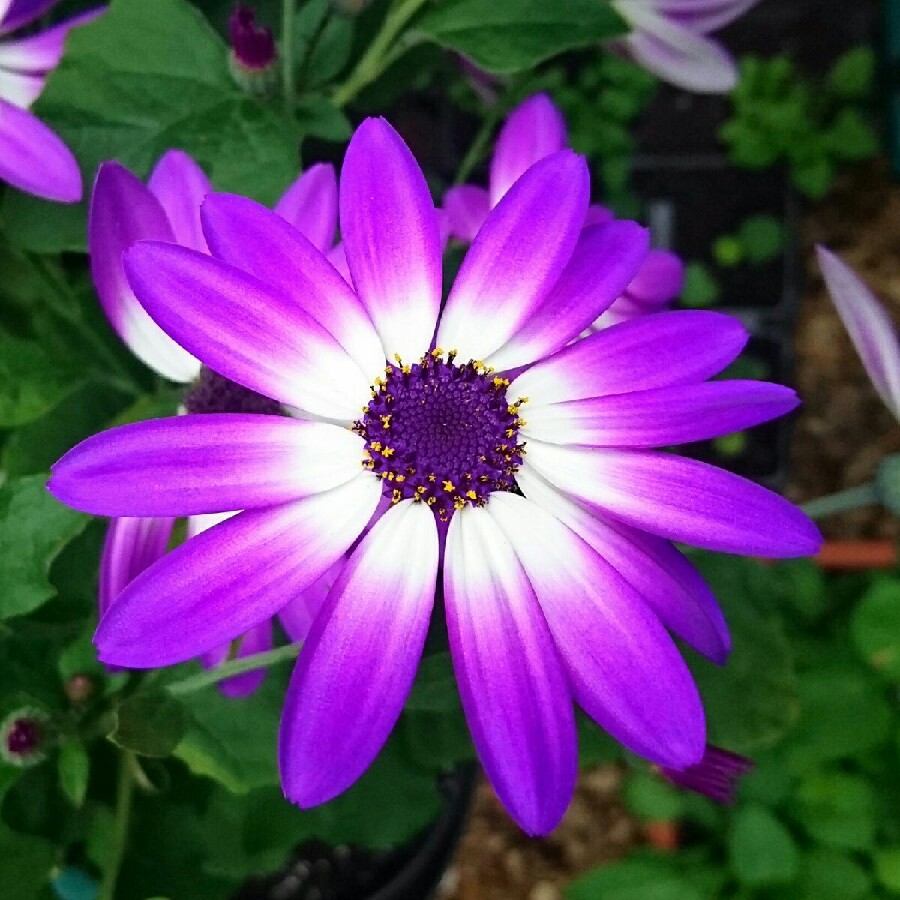 Pericallis x hybrida 'Sunseneribuba' (Senetti Series) syn. Pericallis 'Senetti Blue Bicolor'