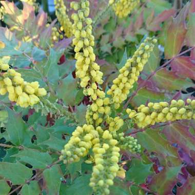 Mahonia x media 'Winter Sun' syn.Mahonia x wagneri 'Winter Sun'
