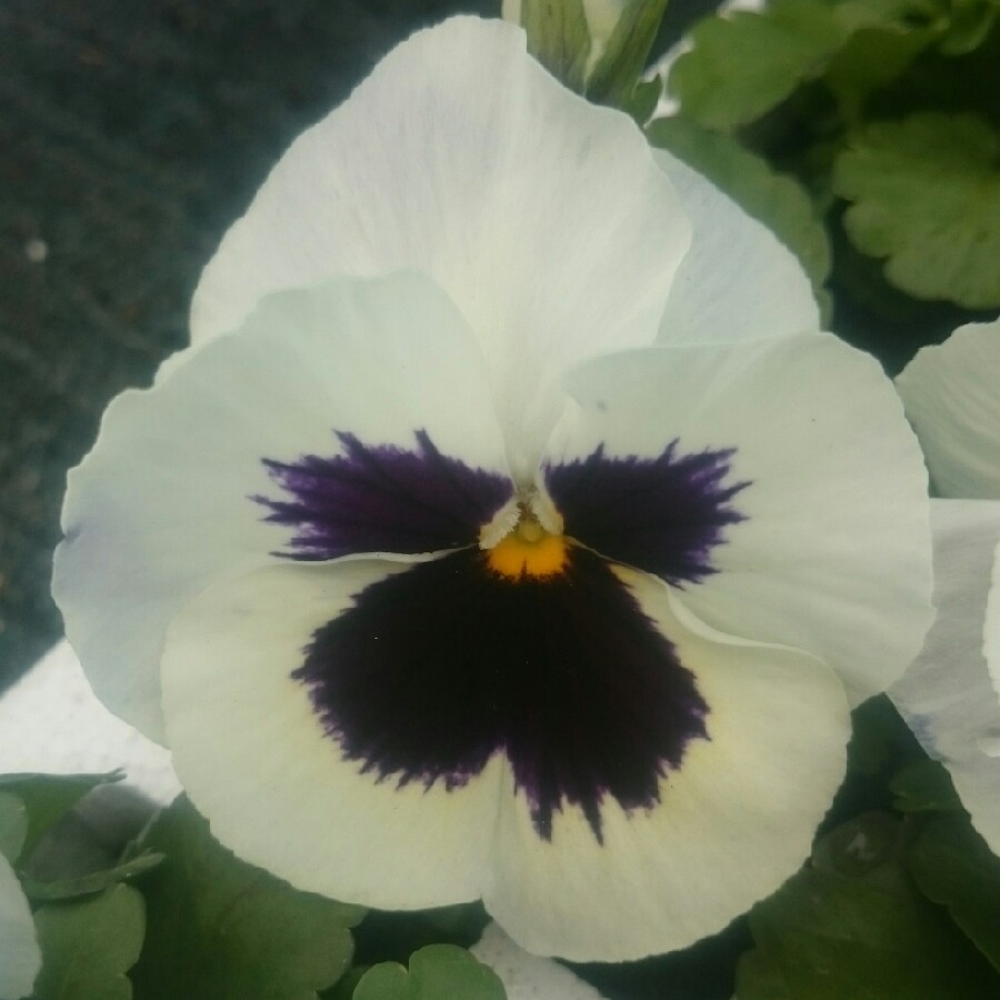 Plant image Viola Matrix Midnight Glow