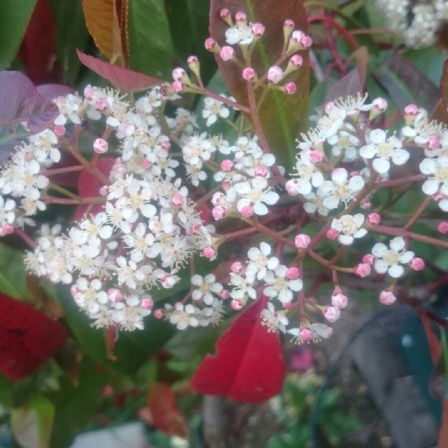 Photinia x fraseri 'Red Robin'