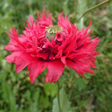 Papaver