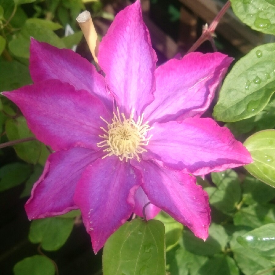 plant image 83856