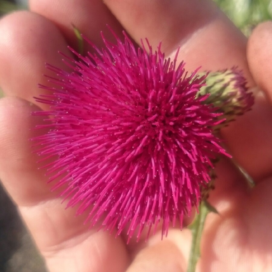 Cirsium rivulare 'Atropurpureum'