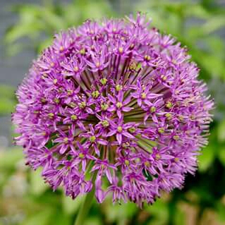 Allium 'Purple Sensation'