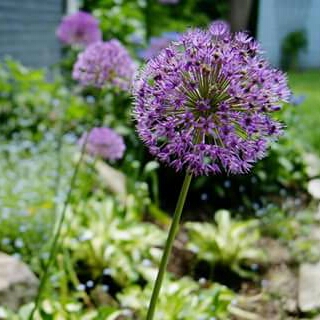 Jamie's garden