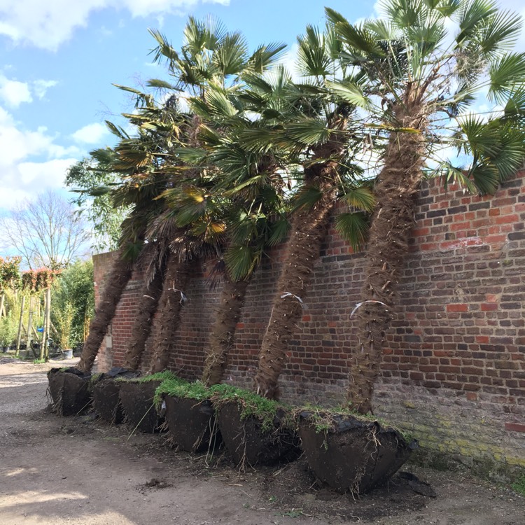Plant image Trachycarpus 'Wagnerianus'