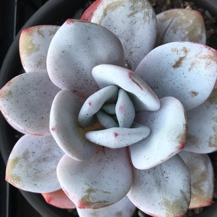 plant image 1002000