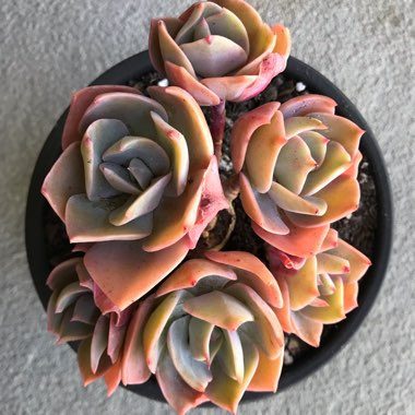 Echeveria Cassyz Winter