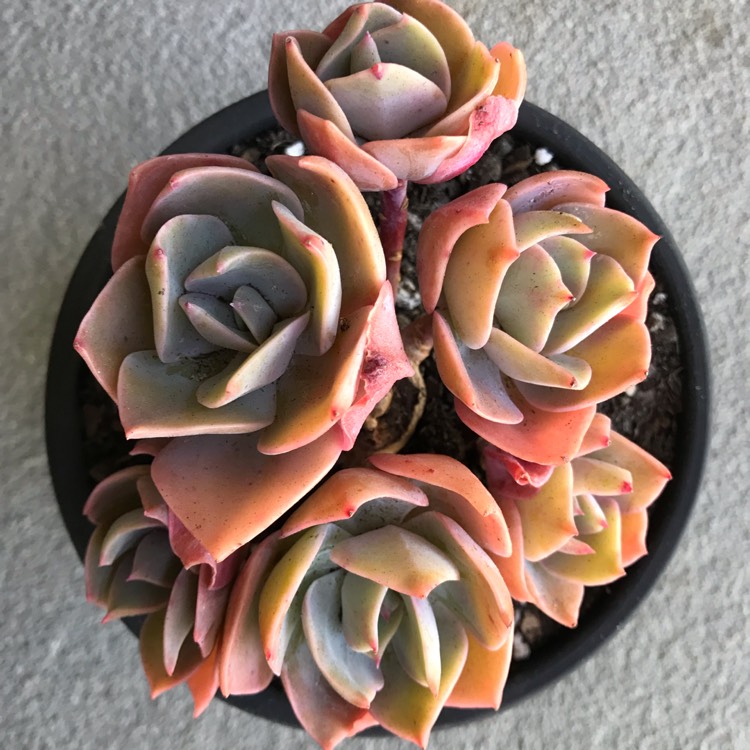 plant image 1008530