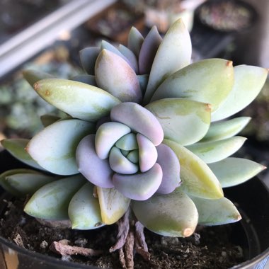 xSedeveria Lilac Mist