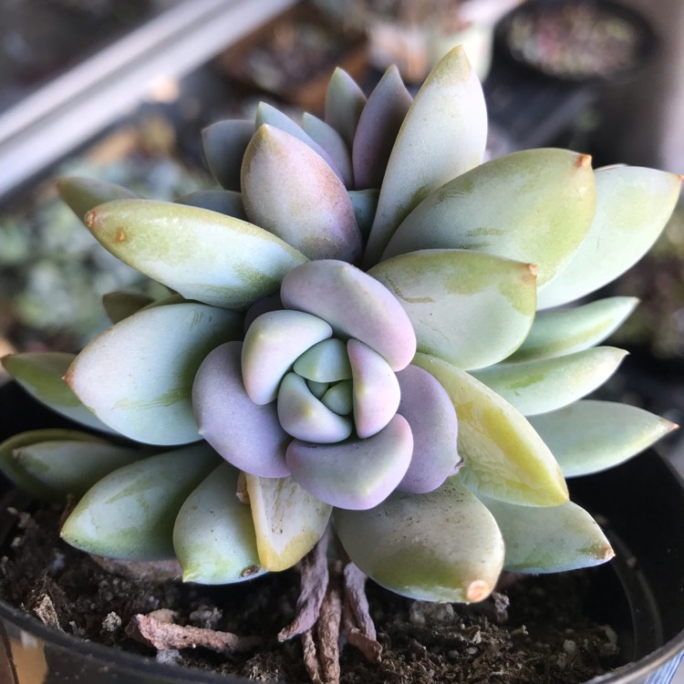 Plant image xSedeveria Lilac Mist