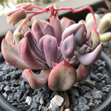 xGraptoveria Topsy Debbi