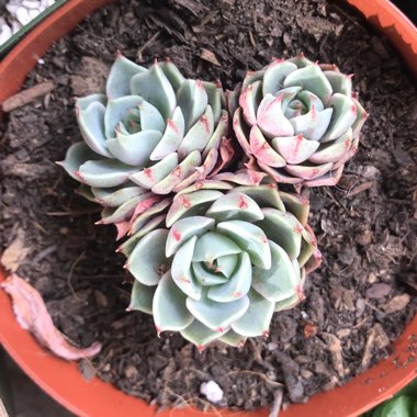 Echeveria Ben Badis