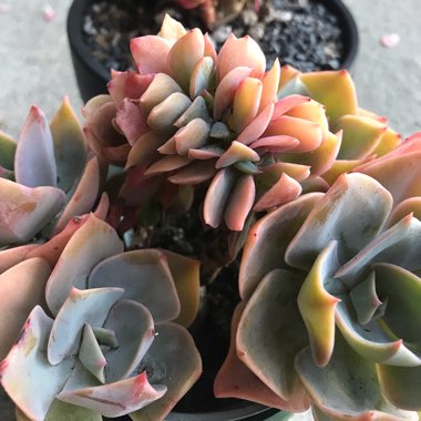 Echeveria Cassyz Winter
