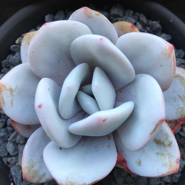 plant image 1074130