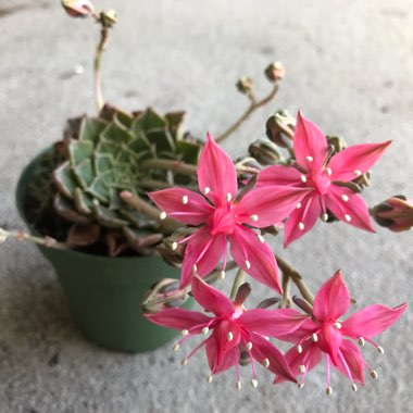 Tacitus Bellus syn.Graptopetalum Bellum