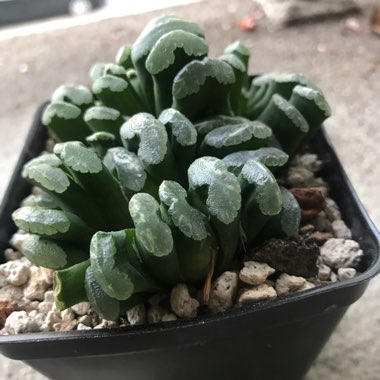 Haworthia truncata hybrid