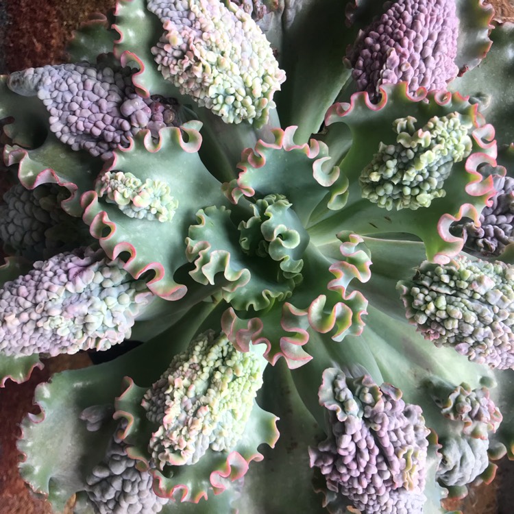 plant image 1080896