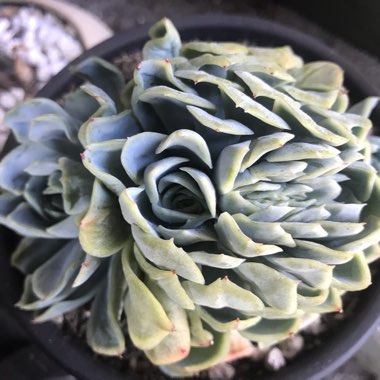 Echeveria Elegans