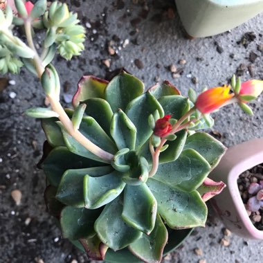 Echeveria Setosa var. Oteroi
