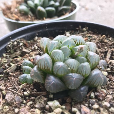 Haworthia cooperi var. 'Obtusa'