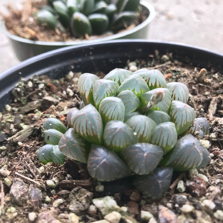 Plant image Haworthia cooperi var. 'Obtusa'