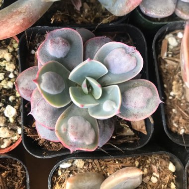 Echeveria Raindrops
