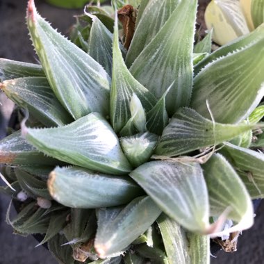 Haworthia retusa 'White Ghost'