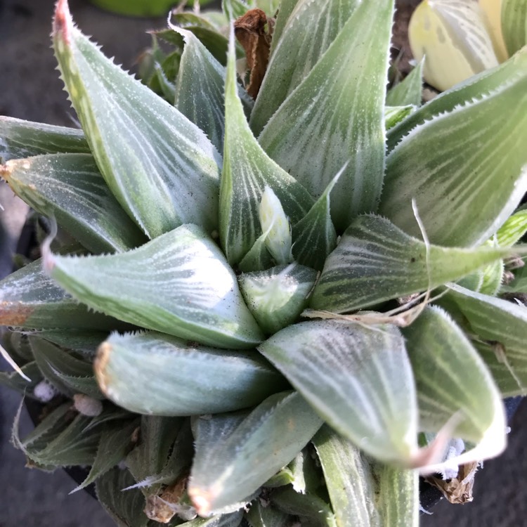 Plant image Haworthia retusa 'White Ghost'